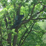 Peacock in the trees
