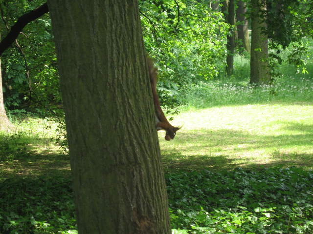 Red Squirrel