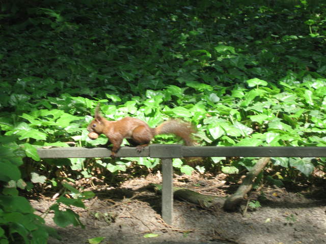 Red Squirrel
