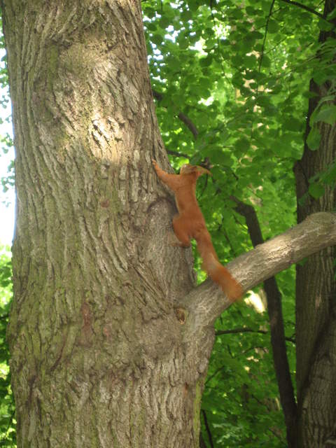Red Squirrel