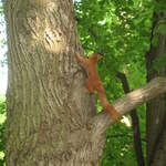 Red Squirrel