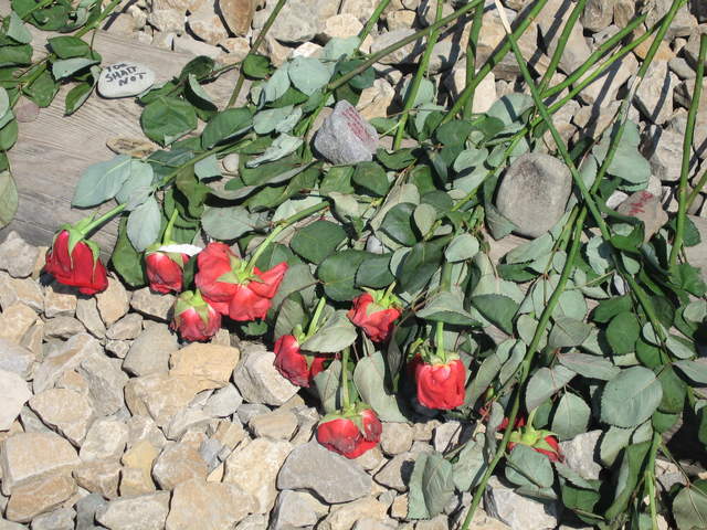 Roses at the entrance to Birkenau