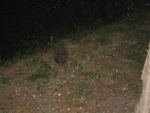 Hedgehog