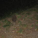 Hedgehog