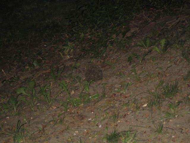 Hedgehog