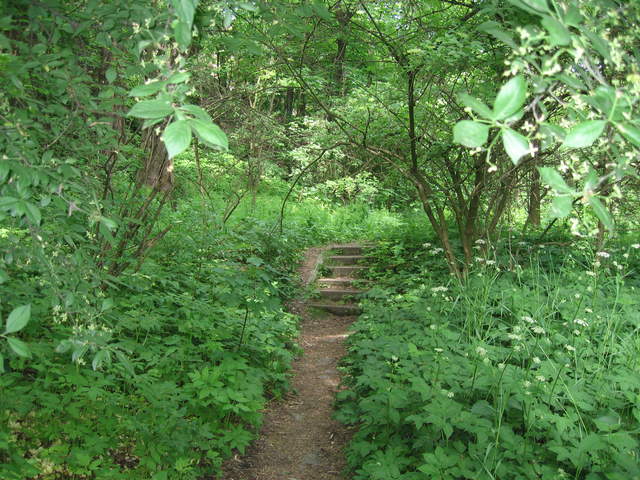 Path into the woods near Kosciuszko's Mound