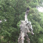Dragon at the bottom of Wawel Hill
