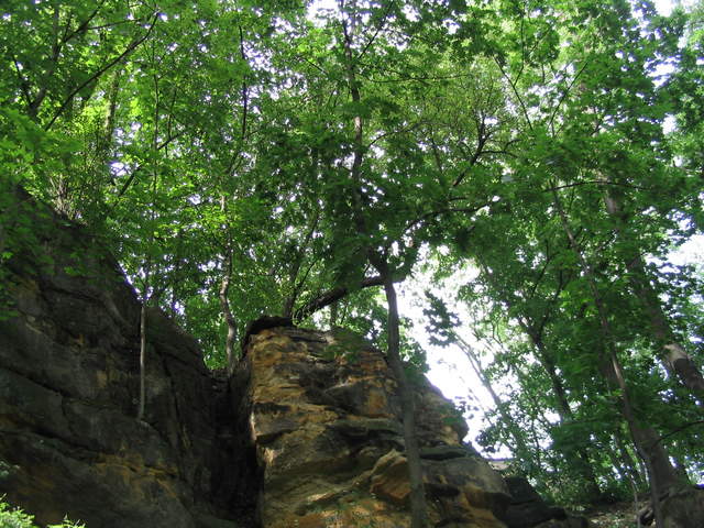 View through the trees