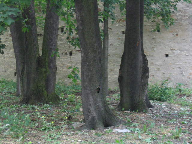 Woodpecker, and the Hunger Wall