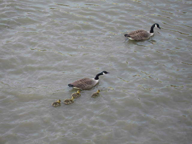 Family of ducks on the River Thames
