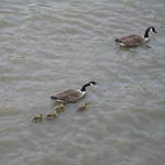 Family of ducks on the River Thames