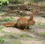 Red Squirrels in Lazienki Królewskie Park
