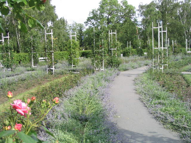 Rose Gardens on the top of Petřín Hill