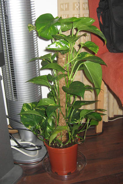 Scindapsus Aureus (Devil's Ivy)