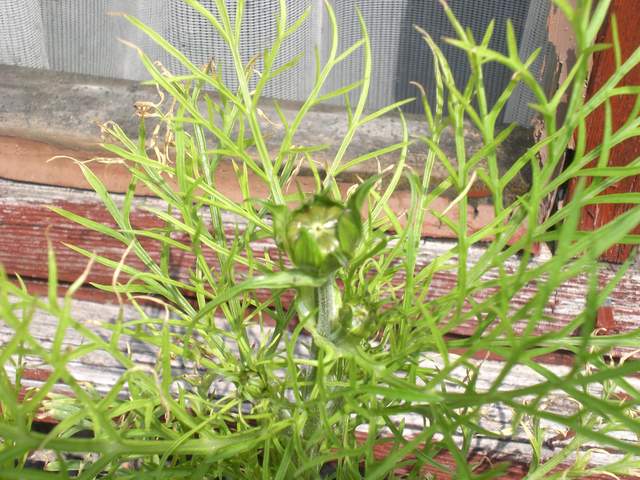 Cosmos bud