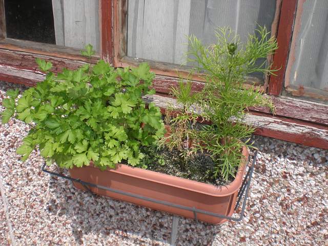 Parsley and Cosmos