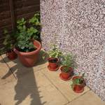Cosmos, Morning Glory and Cucumber plants