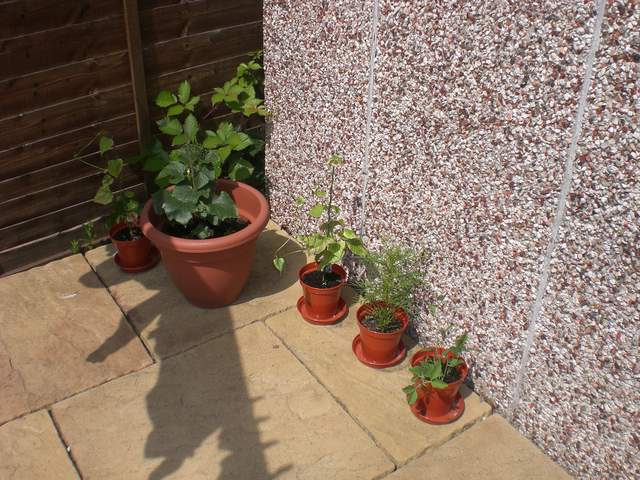 Cosmos, Morning Glory and Cucumber plants