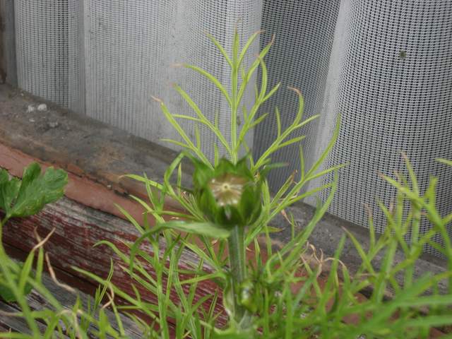 Cosmos flower bud