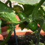 Cucumber (RIP)