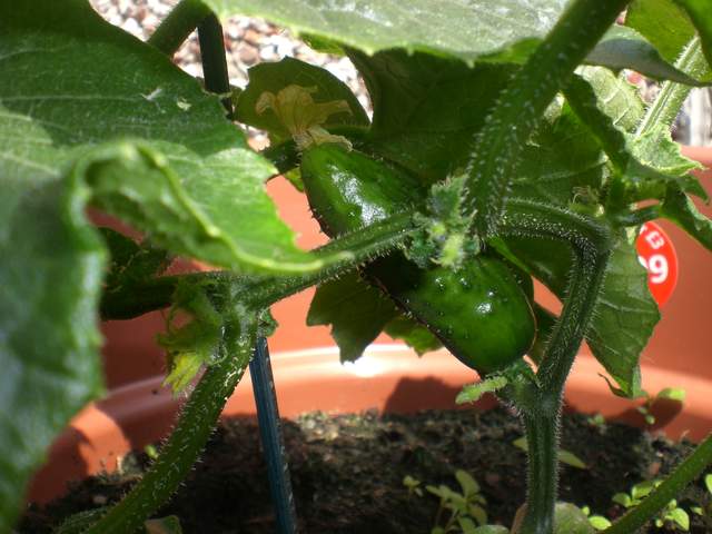 Cucumber (RIP)