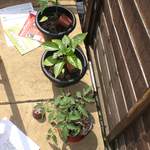 Pepper, chilli and tomato plants