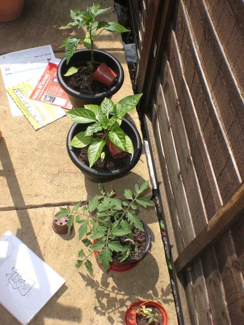Pepper, chilli and tomato plants