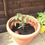 Tomato plant before the flooding