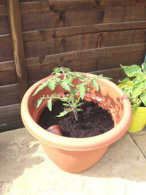 Tomato plant before the flooding