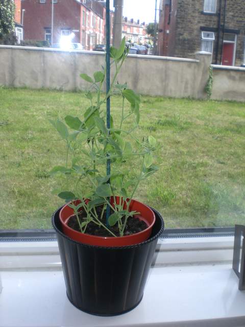 Sweat peas (RIP)