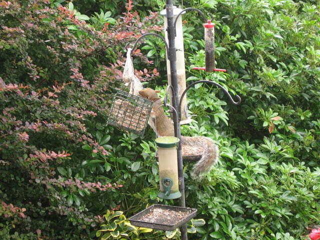 Adventurous Squirrel