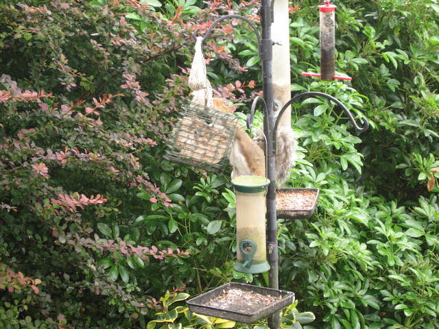 Adventurous Squirrel