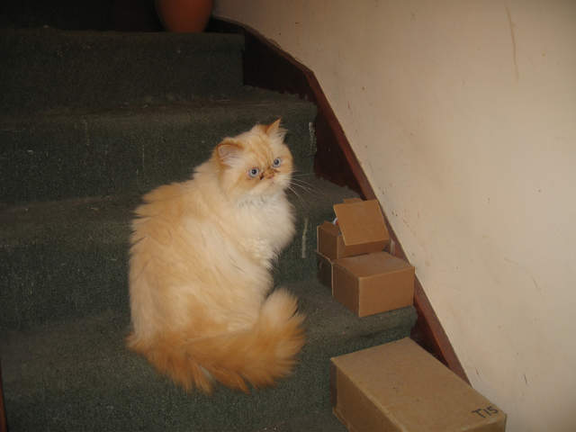 Gizmo