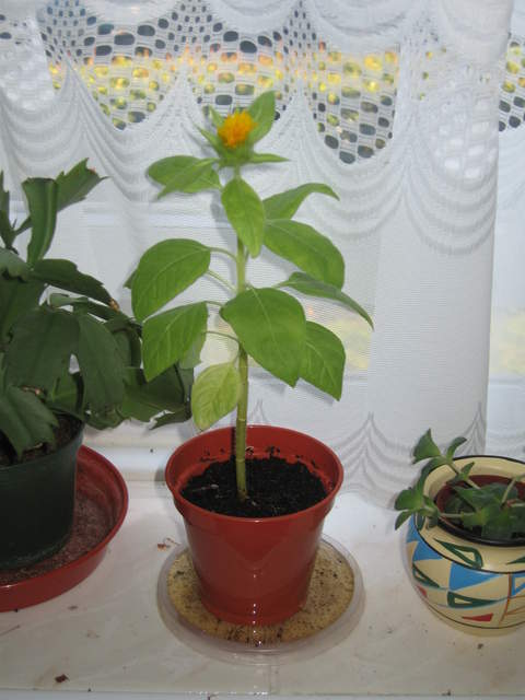 Sunflower