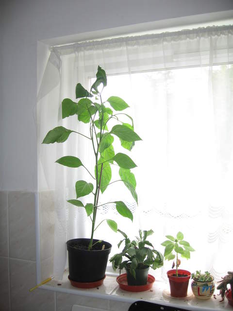 Pepper plant