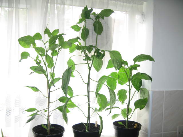 Pepper plants