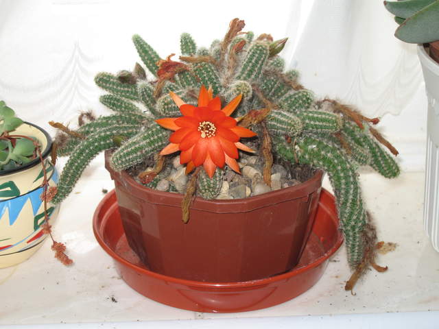 Flowering Peanut Cactus (Echinopsis chamaecereus)
