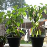 Pepper and Chilli plants