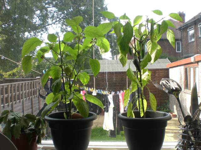 Pepper and Chilli plants