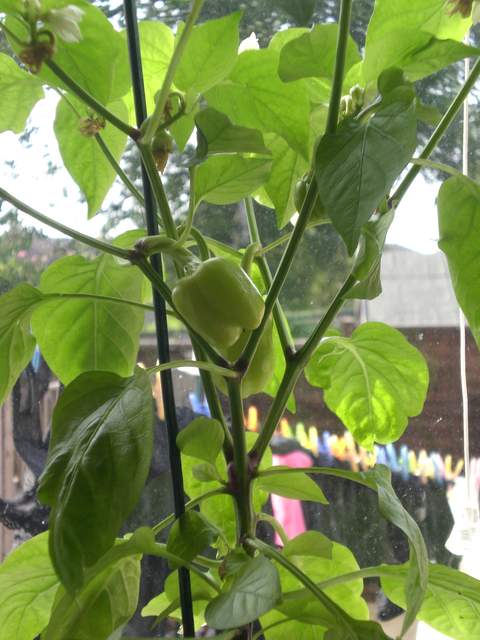 Peppers