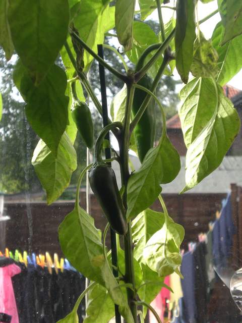 Chillis