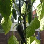 Chillis