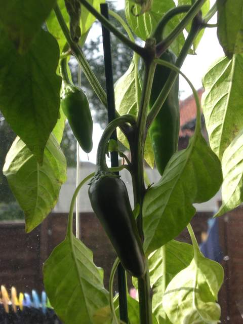 Chillis