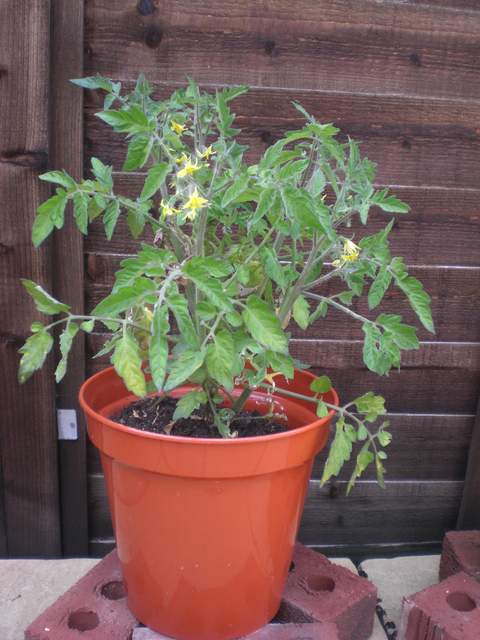 Tomato plant