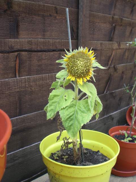 Most moth-eaten, saddest looking, shortest sunflower ever?