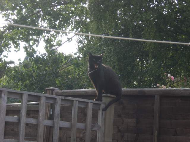 Scary mangey cat