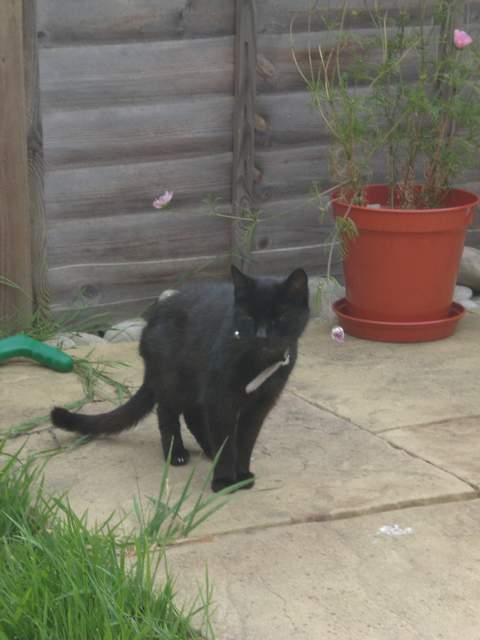 Mangey cat spots the food