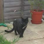 Mangey cat spots the food