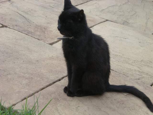 Mangey cat