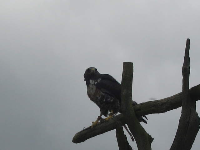 IMG_0515.JPG
